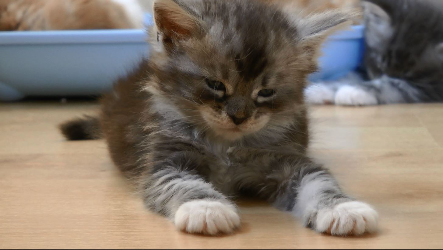 Unser Nachwuchs, ja ich bin es Cindy und bin 35 Tage alt und leider muß ich noch ein weilchen bei meiner Mama bleiben.