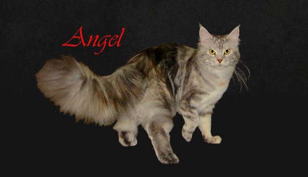 Angel Mutter von Cindy & Chico